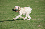 running Spinone Italiano