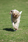 running Spinone Italiano