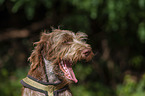 Spinone Italiano portrait