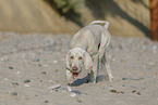 Spinone Italiano Puppy