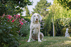 Spinone Italiano Puppy