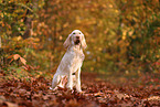 Spinone Italiano in autumn