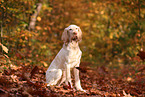 Spinone Italiano in autumn