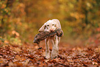 Spinone Italiano in autumn