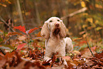 Spinone Italiano in autumn