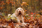 Spinone Italiano in autumn