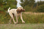 Spinone Italiano