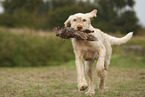 Spinone Italiano
