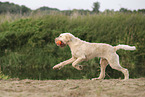 Spinone Italiano