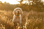 Spinone Italiano