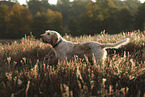 Spinone Italiano