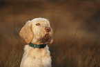 Spinone Italiano