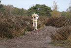Spinone Italiano