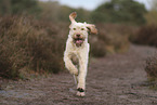 Spinone Italiano