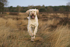 Spinone Italiano
