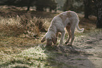 Spinone Italiano