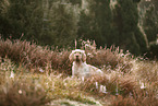 Spinone Italiano
