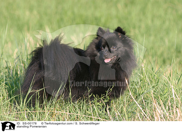 stehender Spitz / standing Pomeranian / SS-00178