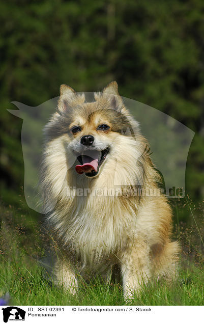 Spitz / Pomeranian / SST-02391