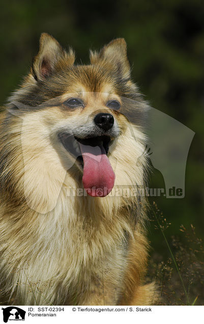 Pomeranian / SST-02394