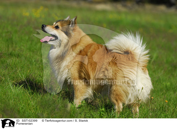 Pomeranian / SST-02399