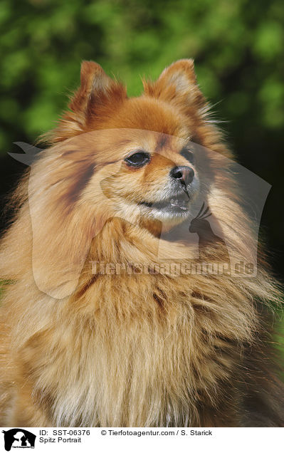 Spitz Portrait / SST-06376