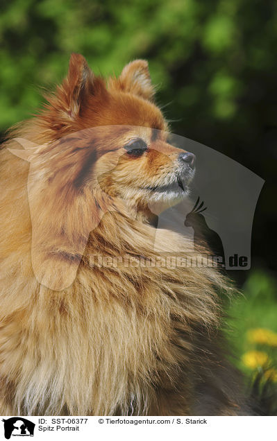 Spitz Portrait / SST-06377