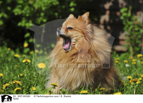 Spitz / Spitz / SST-06380
