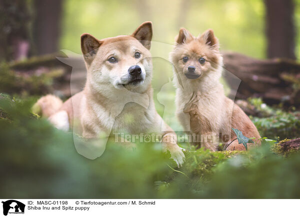 Shiba Inu und Spitz Welpe / Shiba Inu and Spitz puppy / MASC-01198