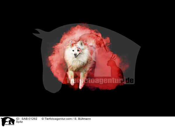 Spitz / Spitz / SAB-01262