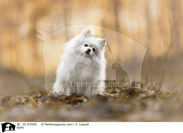 Spitz / Spitz / VL-01058