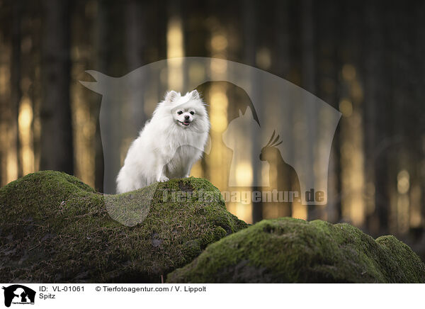 Spitz / VL-01061