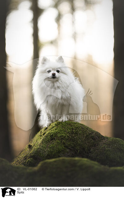 Spitz / Spitz / VL-01062
