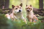Shiba Inu and Spitz puppy