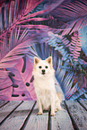 Spitz