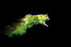 Spitz