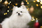Spitz