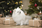 Spitz