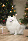 Spitz