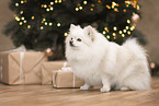 Spitz