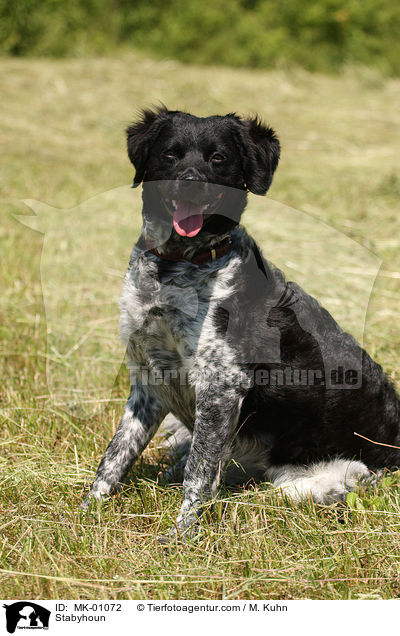 Stabyhoun / MK-01072