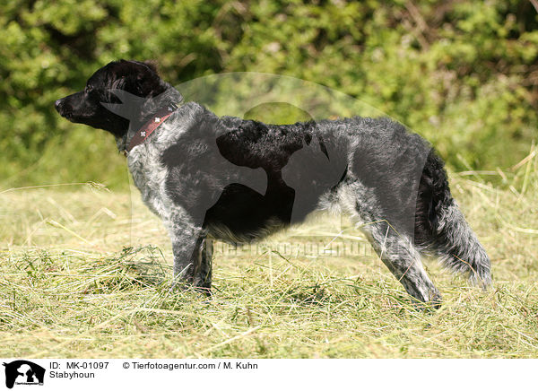 Stabyhoun / MK-01097