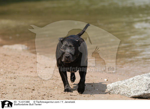 Staffordshire Bull Terrier / YJ-01386