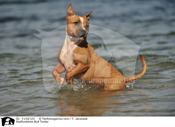 Staffordshire Bull Terrier / Staffordshire Bull Terrier / YJ-02123