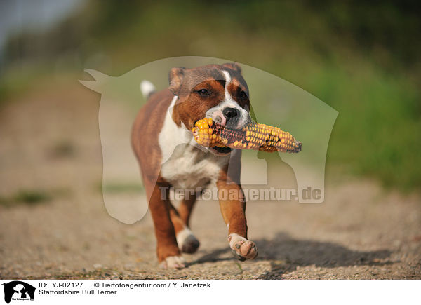 Staffordshire Bull Terrier / YJ-02127