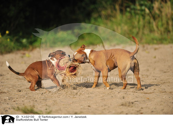 Staffordshire Bull Terrier / Staffordshire Bull Terrier / YJ-02130