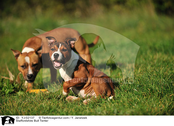 Staffordshire Bull Terrier / Staffordshire Bull Terrier / YJ-02137
