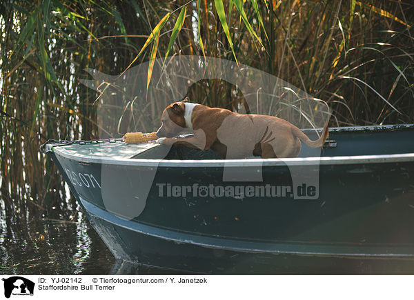 Staffordshire Bull Terrier / Staffordshire Bull Terrier / YJ-02142