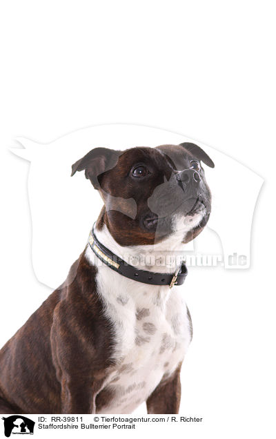 Staffordshire Bullterrier Portrait / Staffordshire Bullterrier Portrait / RR-39811