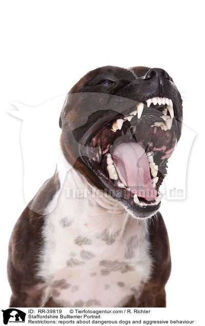 Staffordshire Bullterrier Portrait / RR-39819